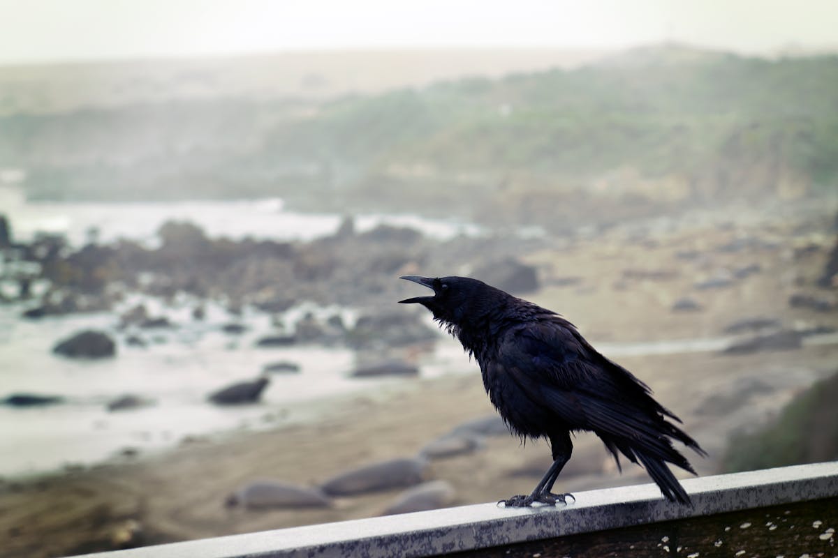Ravens in Dreams: Messages and Insights